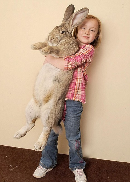 20100405 giant rabbit.jpg 세상에서 가장 큰 토끼